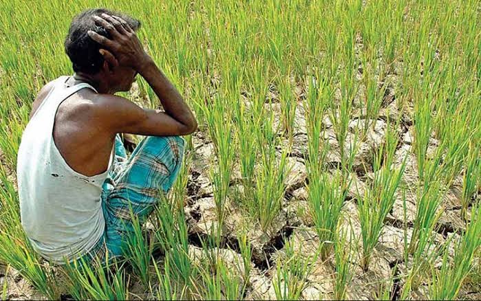 নওগাঁয় তীব্র খরা ও অনাবৃষ্টির কারণে আমন ধান নিয়ে ক্ষতির মুখে কৃষক